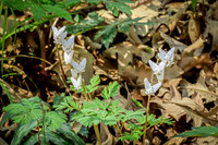 Dutchman's Breeches 19 - April 29, 2025 - Ponca State Park Nebraska
