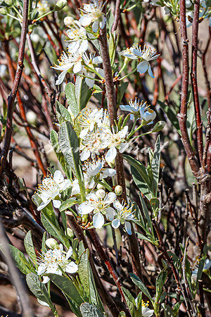 Plum 7 - April 29, 2025 - Ponca State Park Nebraska