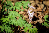 Dutchman's Breeches 20 - April 29, 2025 - Ponca State Park Nebraska