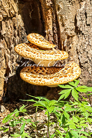 Mushrooms 32 - April 29, 2025 - Ponca State Park Nebraska