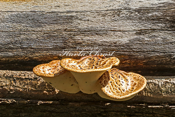 Mushrooms 33 - April 29, 2025 - Ponca State Park Nebraska