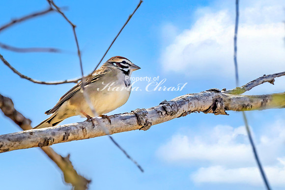 Lark Sparrow 6 - April 29, 2025 - Ponca State Park Nebraska