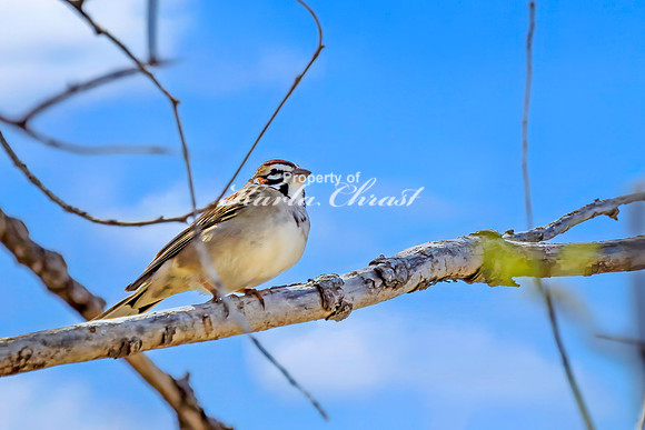 Lark Sparrow 7 - April 29, 2025 - Ponca State Park Nebraska