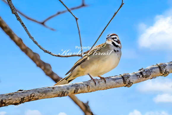 Lark Sparrow 8 - April 29, 2025 - Ponca State Park Nebraska