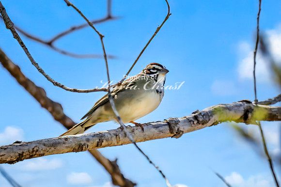 Lark Sparrow 9 - April 29, 2025 - Ponca State Park Nebraska