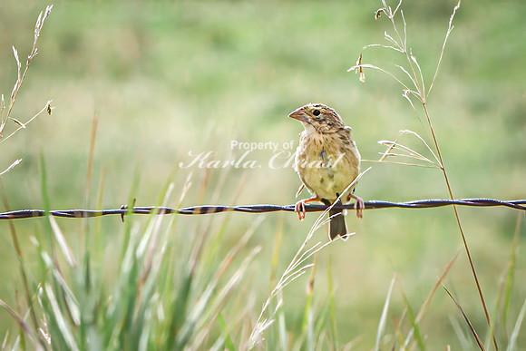 Savannah Sparrow 13 - August 17, 2024 - Casey Jones State Trail Minnesota