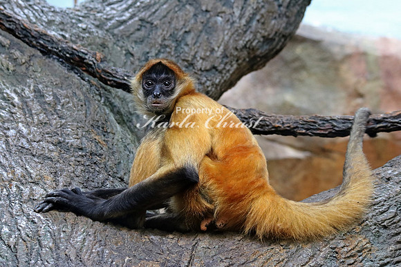 Black Handed Spider Monkey - September 11, 2015