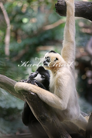 White-cheeked Gibbon 2 - August  4, 2017