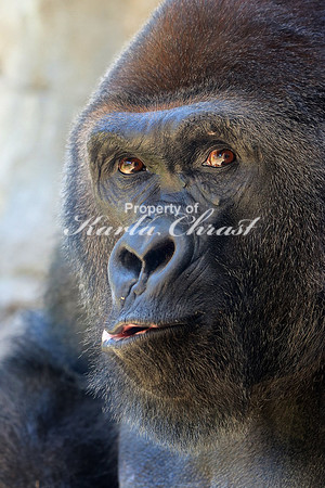 Western Lowland Gorilla 1 - September 11, 2015