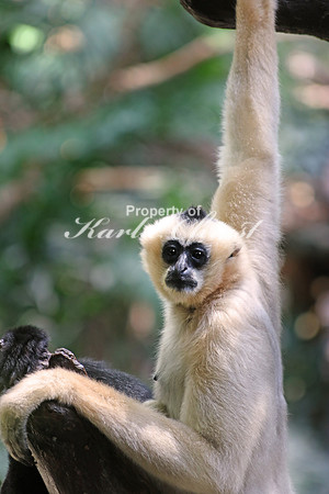 White-cheeked Gibbon 3 - August  4, 2017
