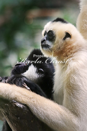 White-cheeked Gibbon 1 - August  4, 2017
