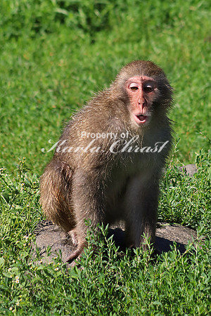 Snow Monkey 1 - August  4, 2017