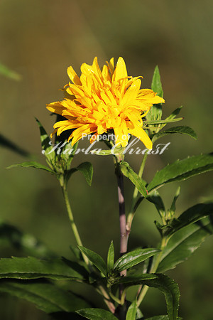 Maximilian Sunflower 4 - August 11, 2017