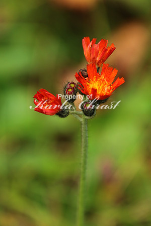 Orange Hawkweed - September 23, 2016 Rice Lake National Wildlife Refuge