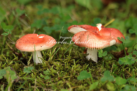 Mushrooms 6 - September 23, 2016