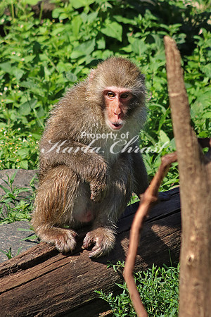 Snow Monkey 3 - August  4, 2017
