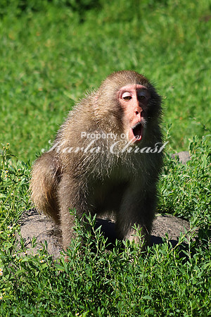Snow Monkey 2 - August  4, 2017