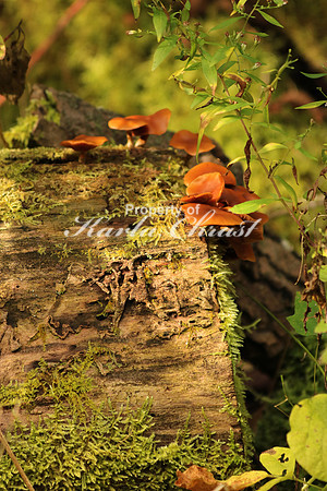 Mushrooms 10 - September 23, 2016