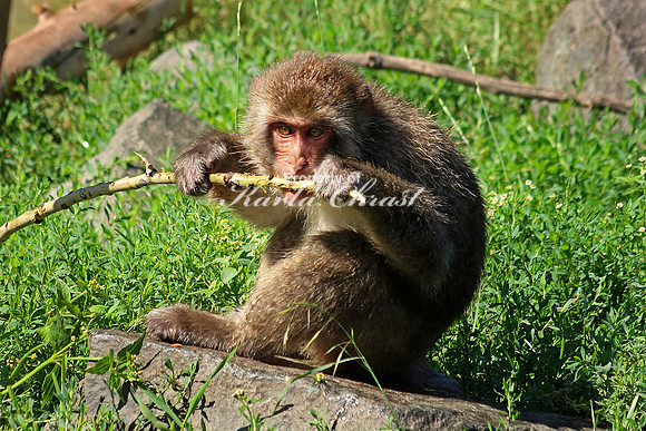 Snow Monkey 4 - August  4, 2017