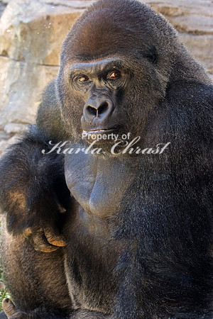Western Lowland Gorilla 3 - September 11, 2015
