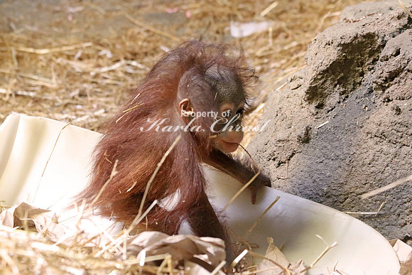 Orangutan Infant - September 11, 2015
