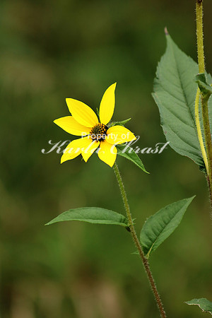 Sunflower 12 - September 23, 2016 Rice Lake National Wildlife Refuge