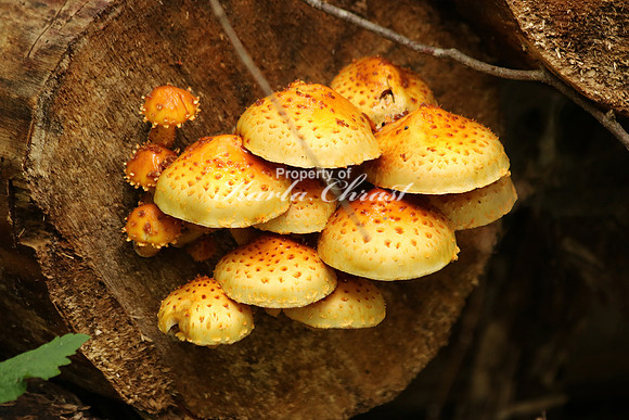 Mushrooms 11 - September 23, 2016