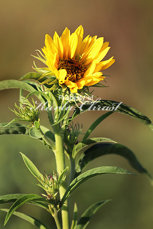 Maximilian Sunflower 6 - August 11, 2017