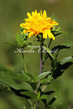 Maximilian Sunflower 5 - August 11, 2017