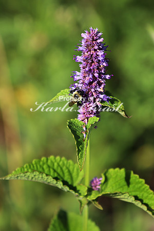 Agastache 2 - August 11, 2017