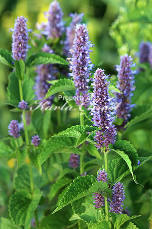 Agastache 1 - August 11, 2017