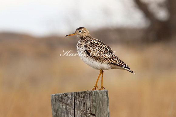 Upland Sandpiper 11  - May 3, 2019