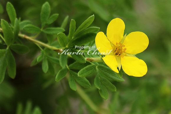Shrubby Cinquefoil - June 29, 2017