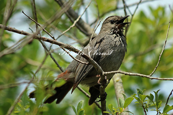 Gray Catbird 4 - June 29, 2017