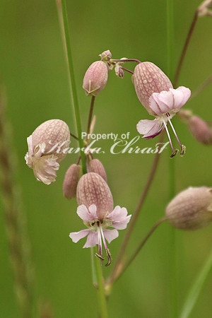 Balkan Catchfly - June 29, 2017