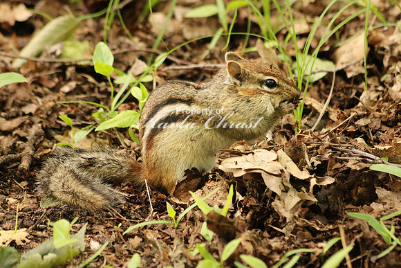 Chipmunk 13 - June 18, 2016
