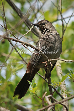 Gray Catbird 6 - June 29, 2017