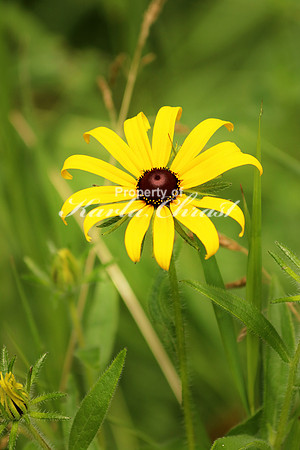 Rudbeckia 17 - June 29, 2017