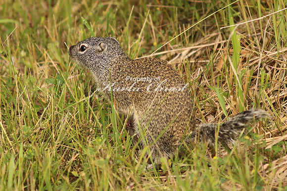 Ground Squirrel - June 29, 2017