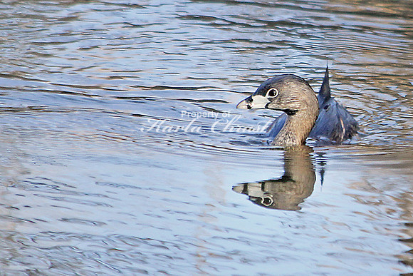 Pied-billed Grebe 7 - April 18, 2014