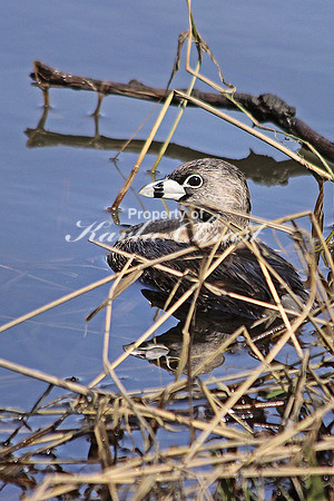 Pied-billed Grebe 5 - April 18, 2014