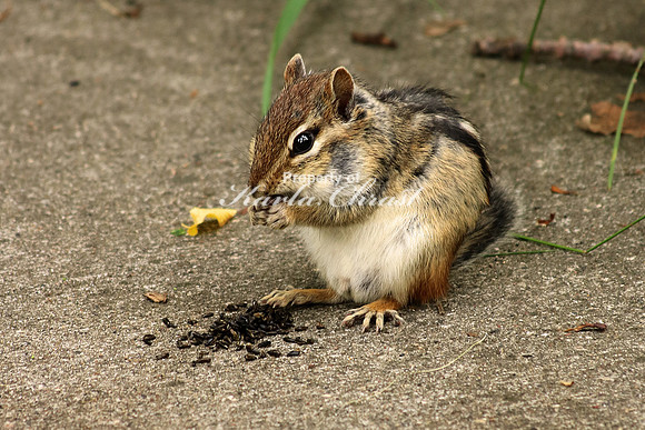 Chipmunk 15 - June 29, 2017