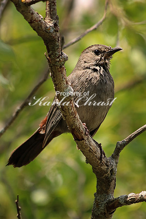 Gray Catbird 5 - June 29, 2017