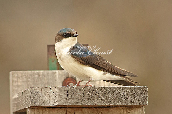Tree Swallow 4 - April 16, 2016