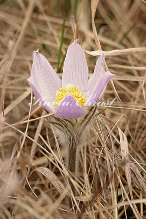 Pasque Flower 11 - April 16, 2016