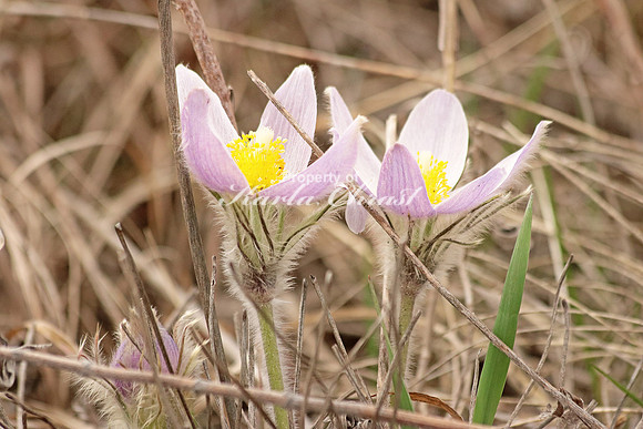 Pasque Flower 2 - April 16, 2016