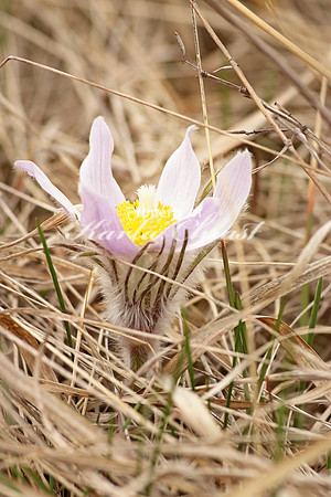 Pasque Flower 8 - April 16, 2016