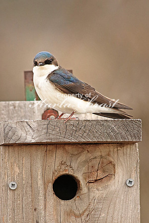 Tree Swallow 5 - April 16, 2016