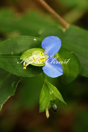 Asiatic Dayflower 2- October 7, 2016