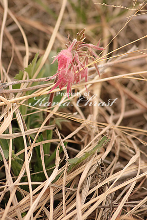 Prairie Smoke 1 - April 16, 2016